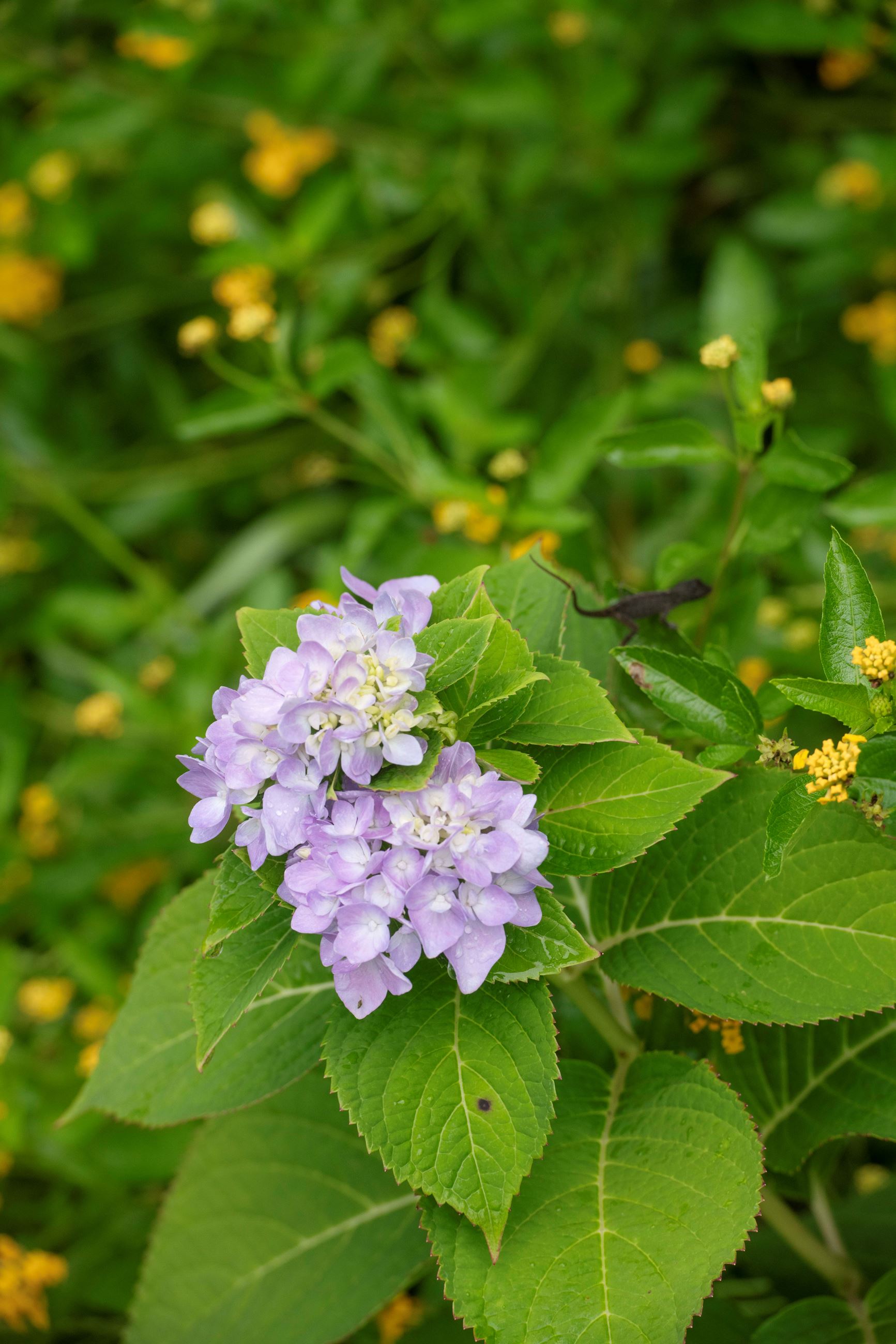 Our Yard of the Month winner for September 2025 is Jessica Allie.