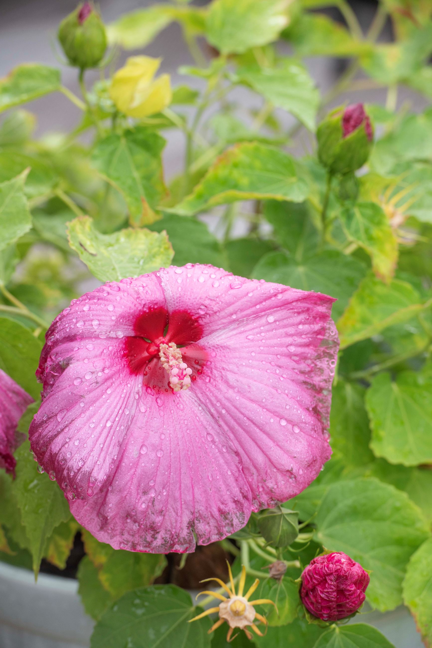 Our Yard of the Month winner for September 2025 is Jessica Allie.