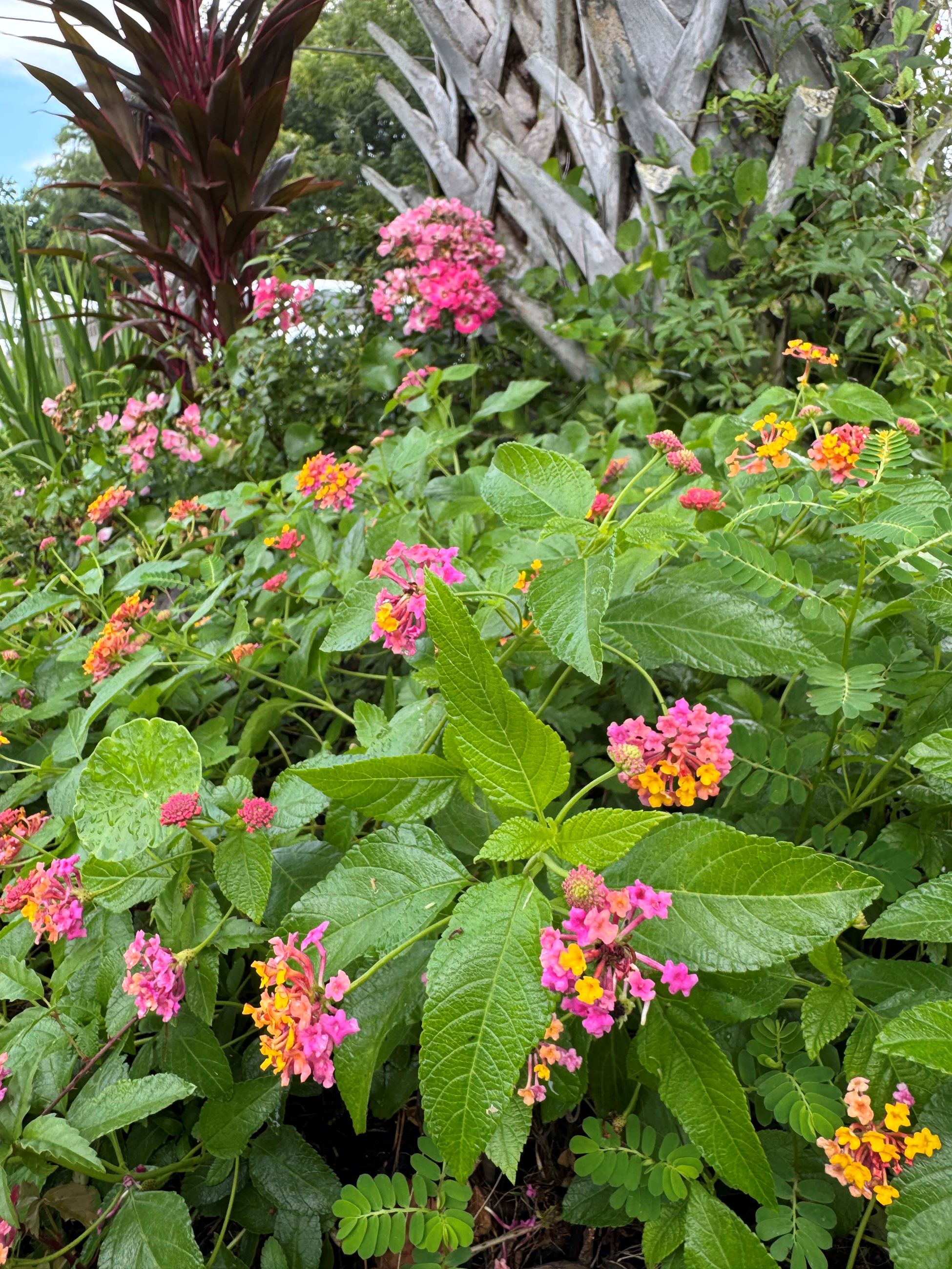 Our Yard of the Month winner for September 2025 is Jessica Allie.