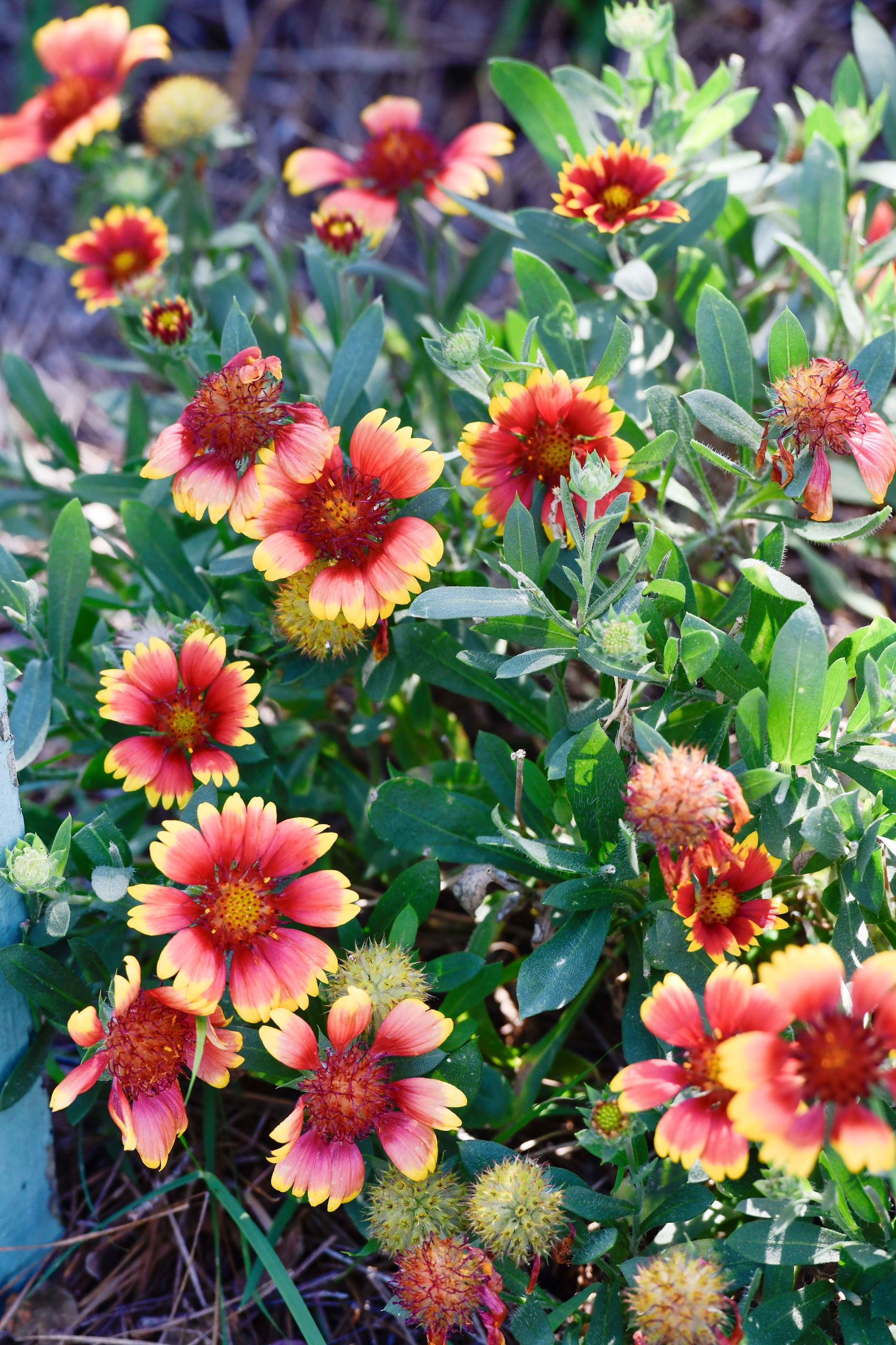 Jim and Phyllis March's Baker Ave. home was selected as our October Yard of the Month.