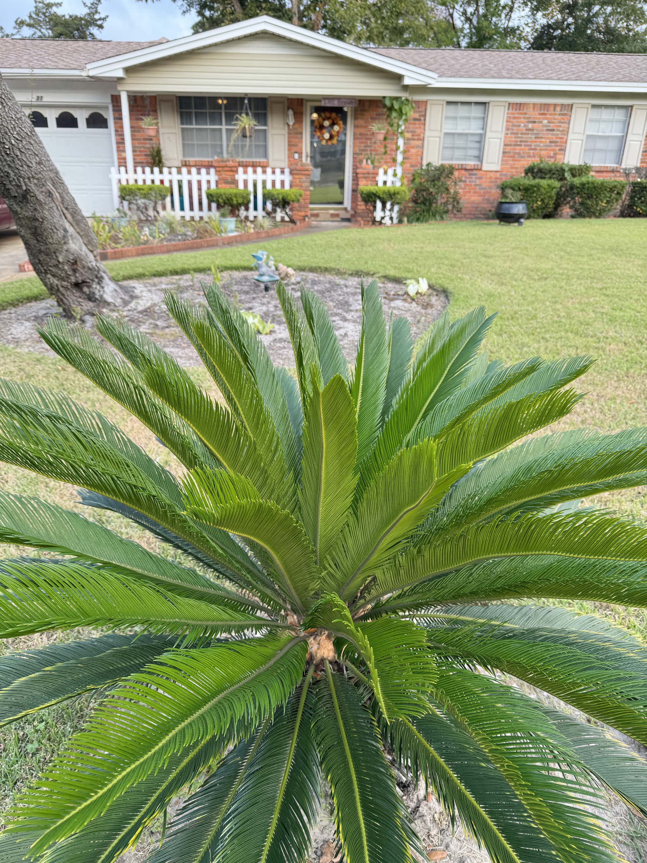 A picture of our December 2025 Yard of the Month winner.