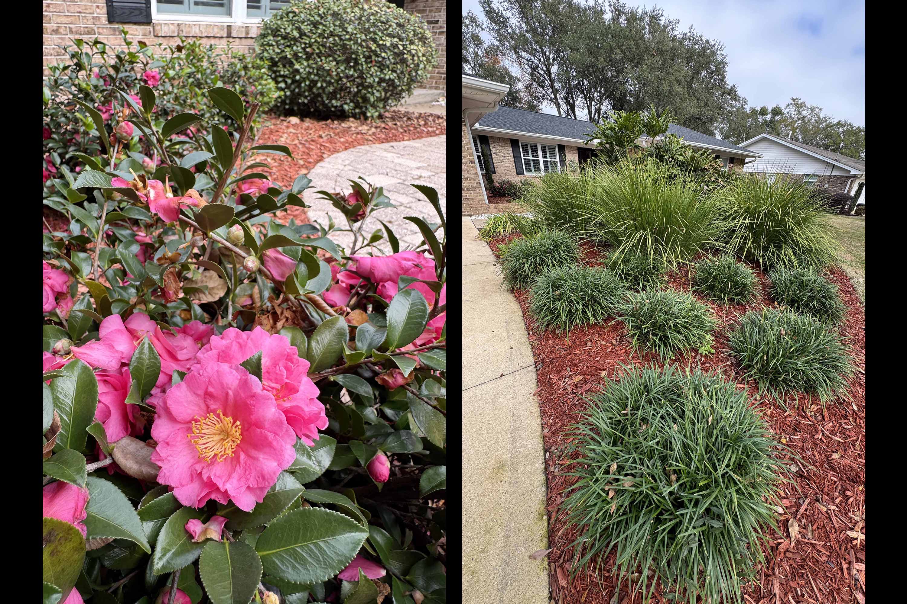 Susan Kuhn's Mimosa Street home was selected as our January 2026 Yard of the Month.