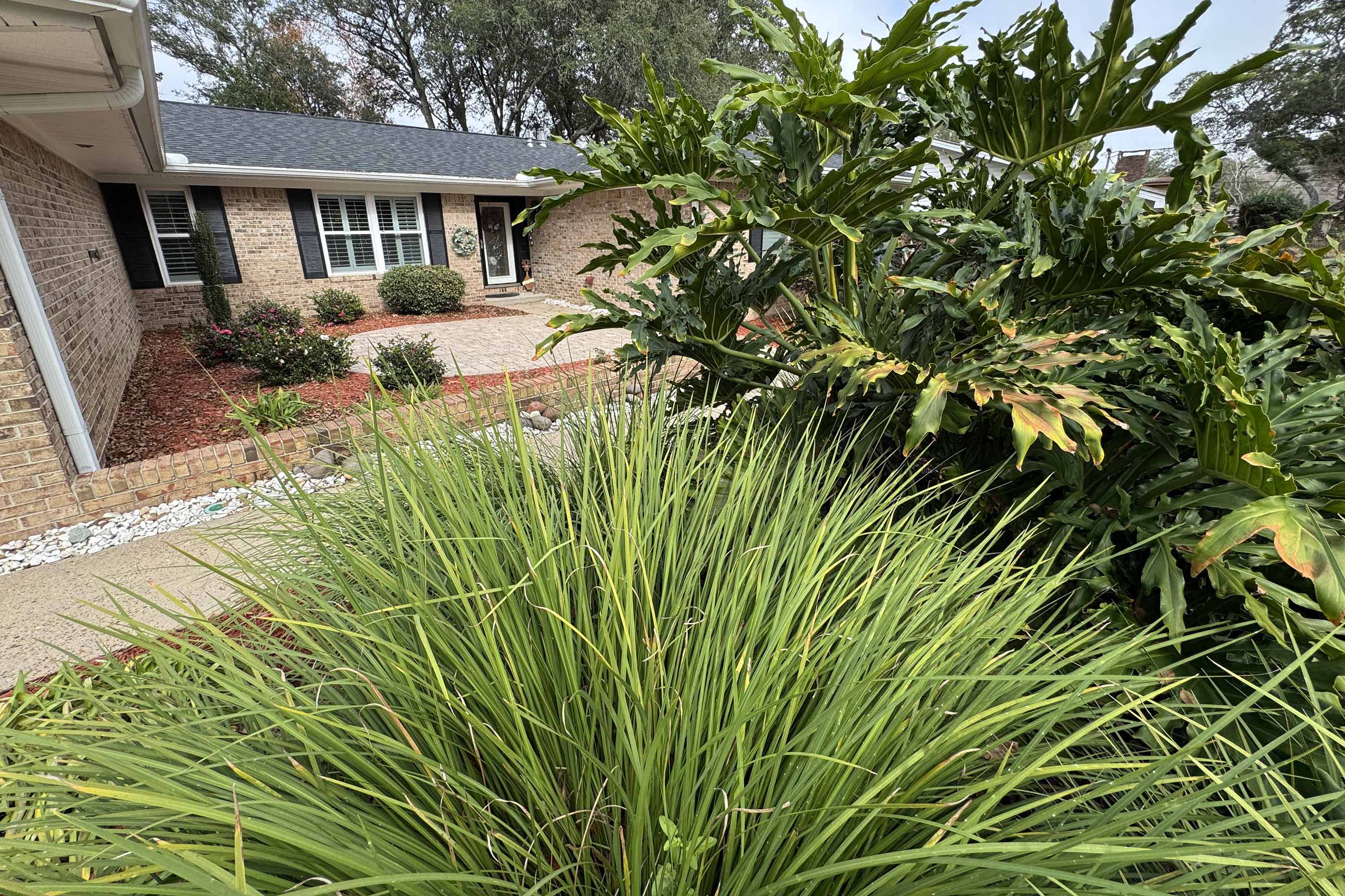 Susan Kuhn's Mimosa Street home was selected as our January 2026 Yard of the Month.