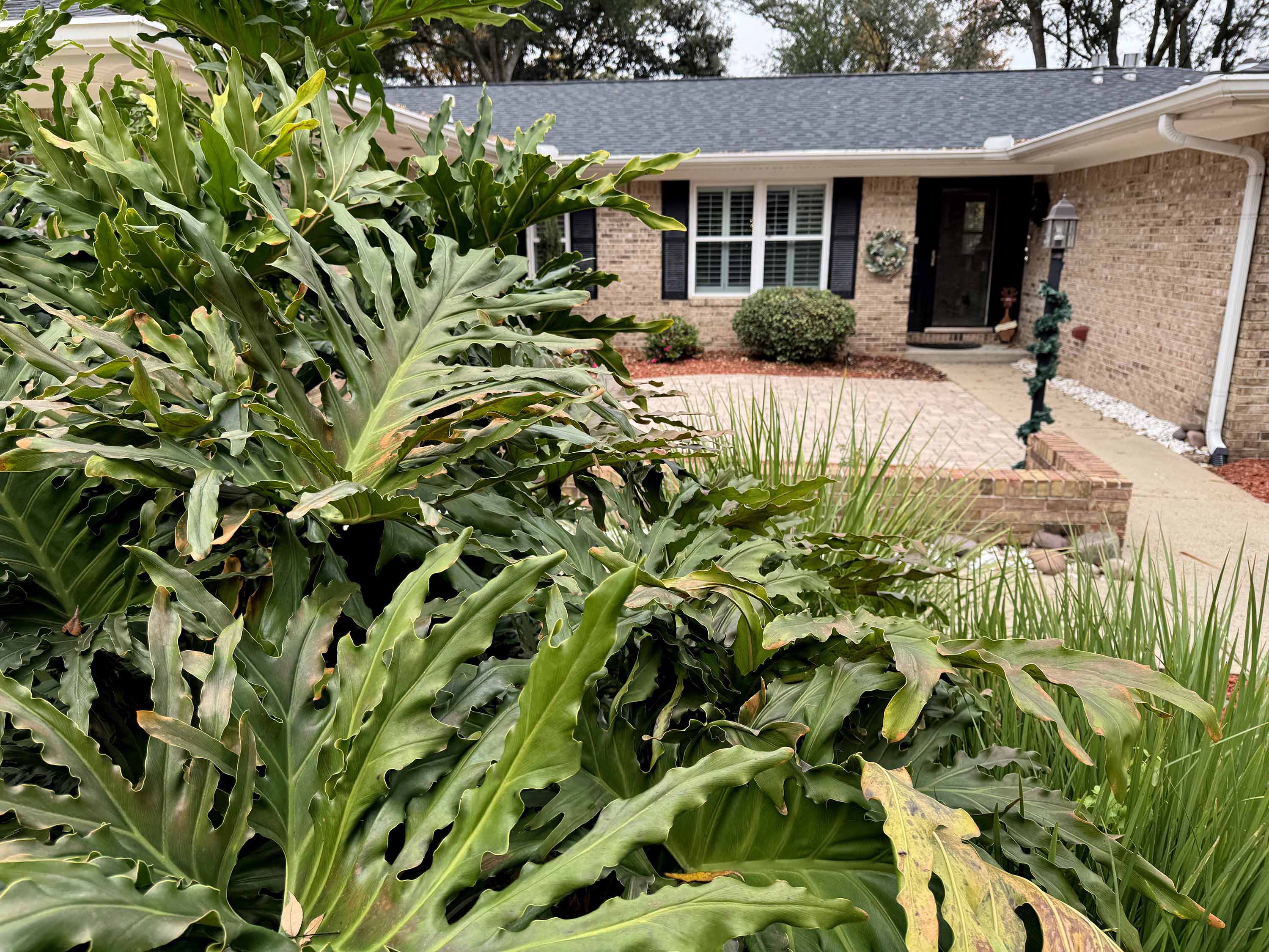 Susan Kuhn's Mimosa Street home was selected as our January 2026 Yard of the Month.